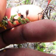 Image of Chaetolepis microphylla (Bonpl.) Miq.