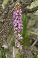 Image of Himantoglossum metlesicsianum (W. P. Teschner) P. Delforge