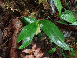 Image of Columnea picta H. Karst.