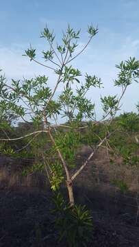 Image of Sapium lateriflorum Hemsl.