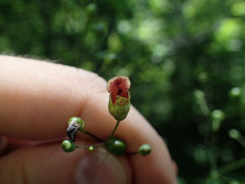 Image de Scrophularia marilandica L.