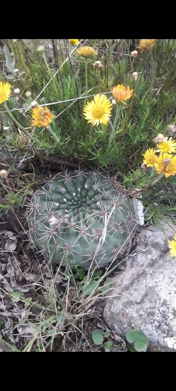 Image of Gymnocalycium reductum var. leeanum (Hook.) Papsch