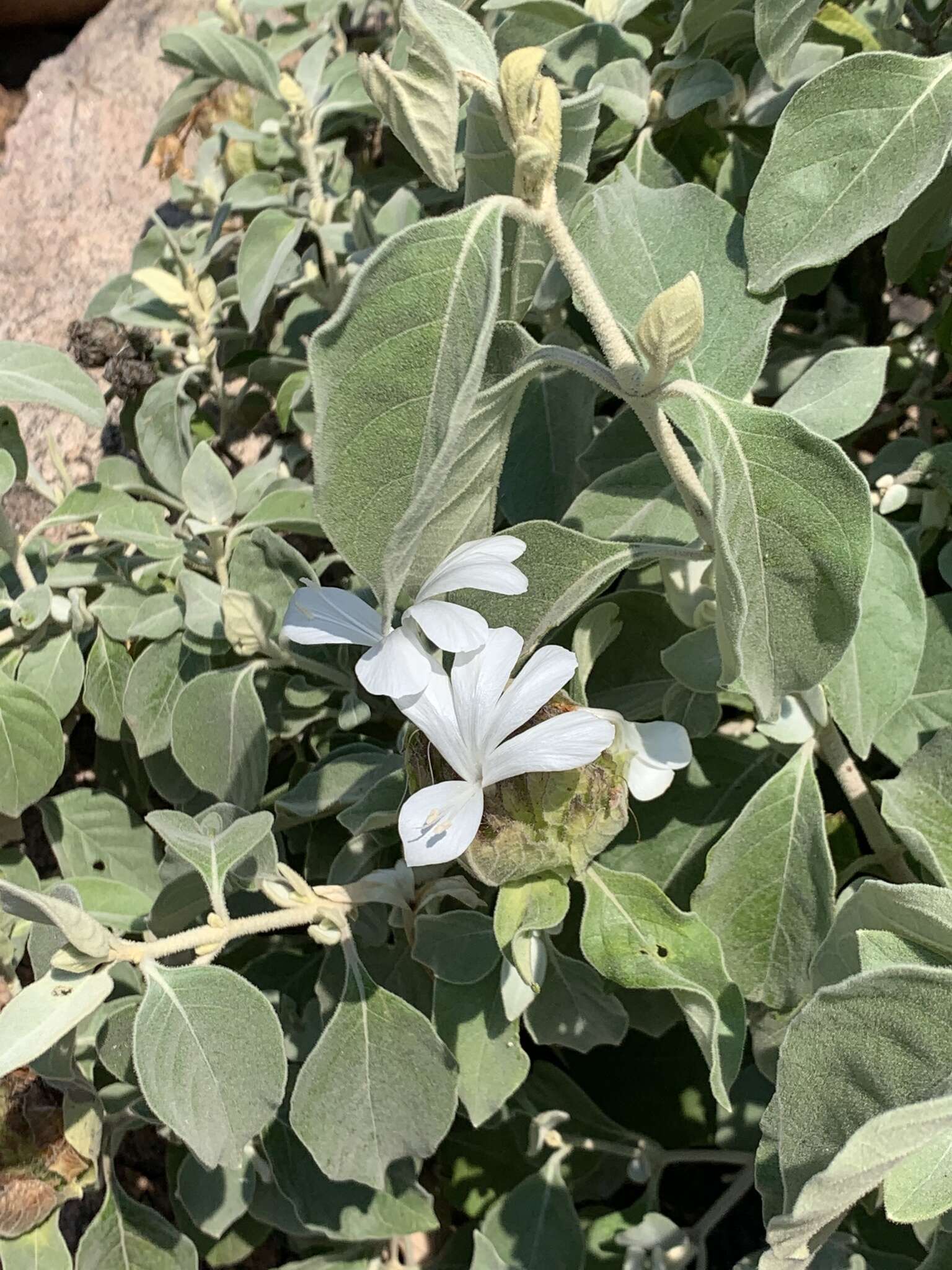 Image of Barleria albostellata C. B. Cl.