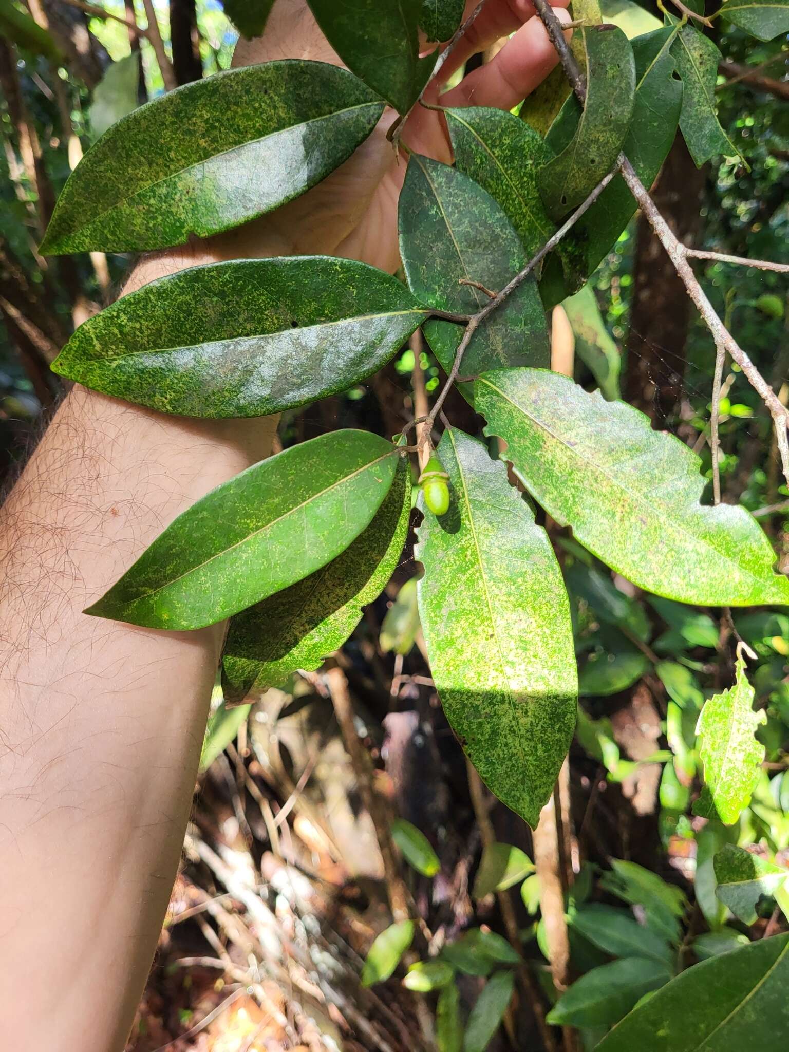 Imagem de Licaria parvifolia (Meisn.) Vattimo-Gil