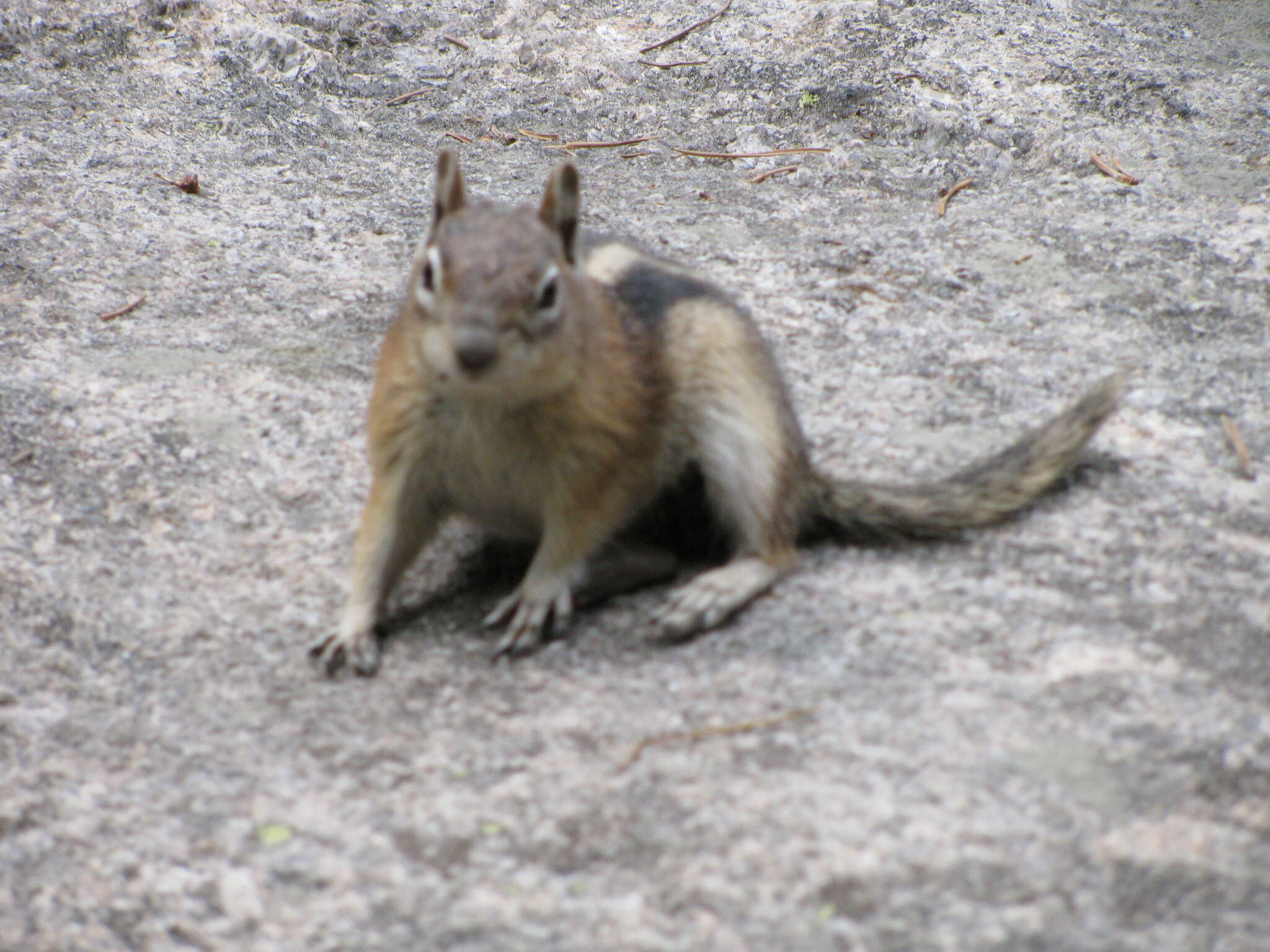 Image of Callospermophilus Merriam 1897