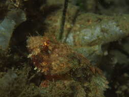 Image of California Scorpionfish