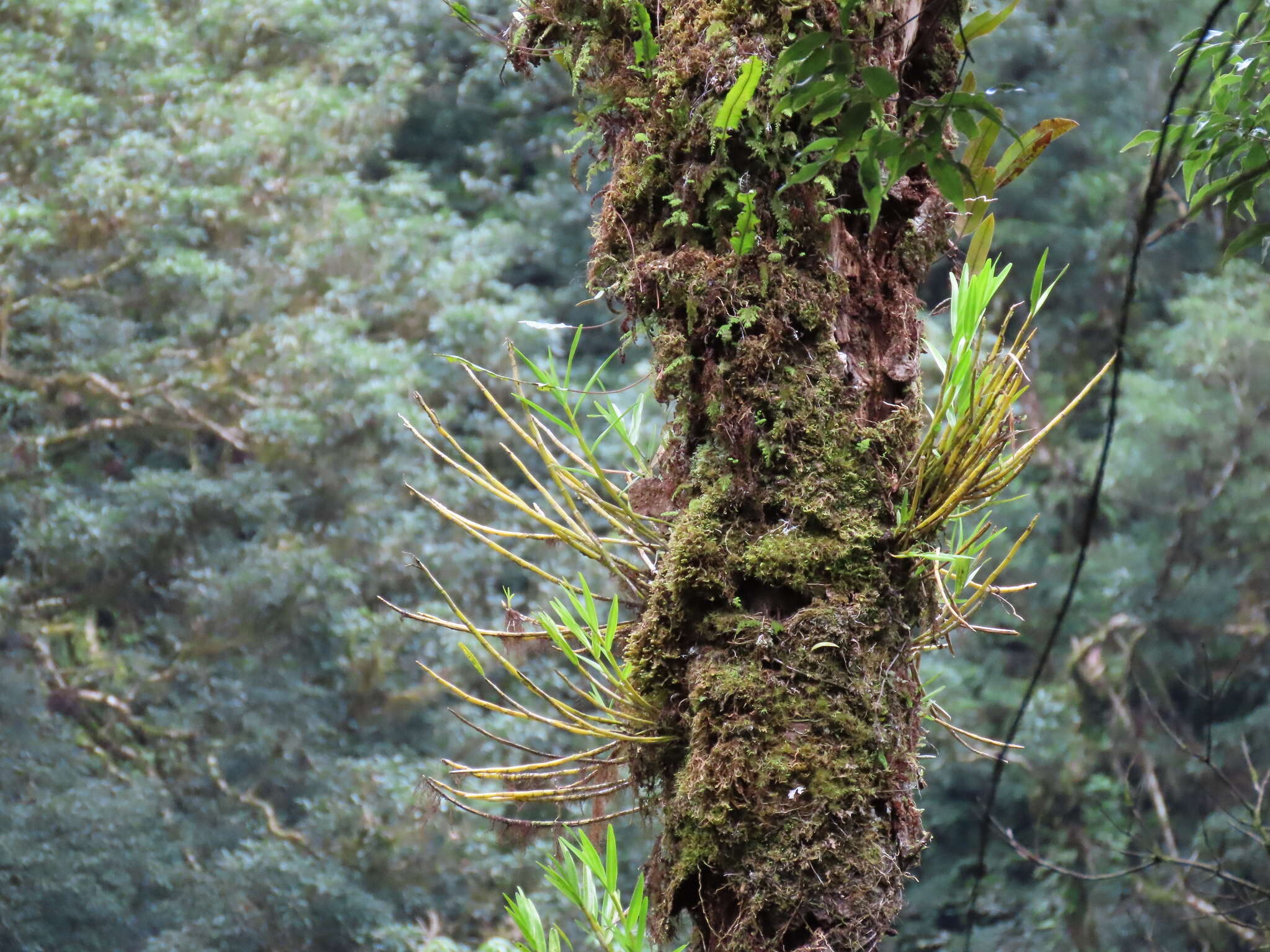 Image of Dendrobium chryseum Rolfe