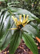 Image of Heliconia longiflora R. R. Sm.