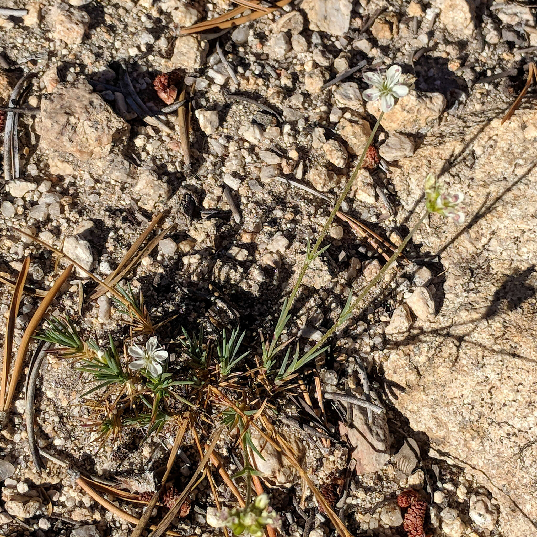 Image of suffrutescent sandwort