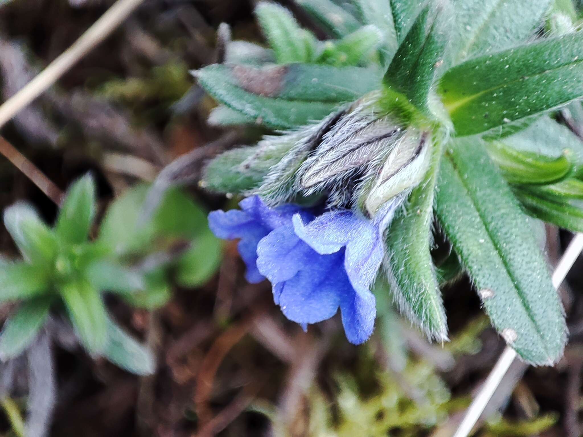 Image of Glandora diffusa (Lag.) D. C. Thomas