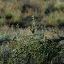 Image of Thick-billed Grasswren