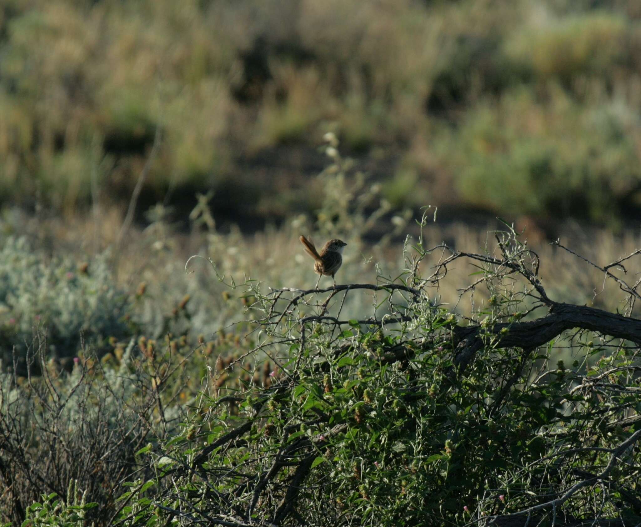 Image of Thick-billed Grasswren