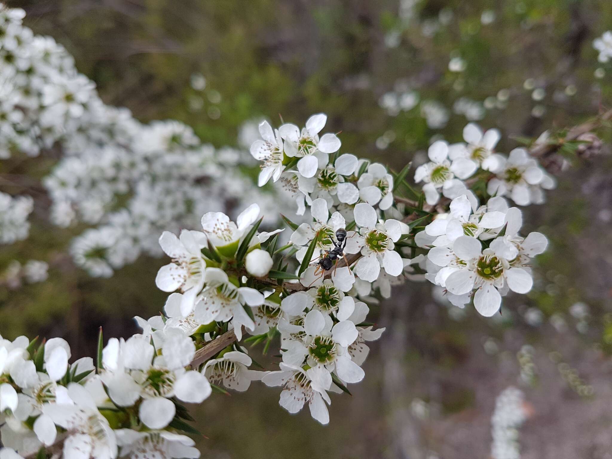 Image of Leptospermum continentale J. Thompson