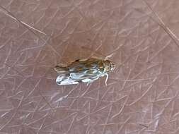 Image of Variegated Grape Leafhopper