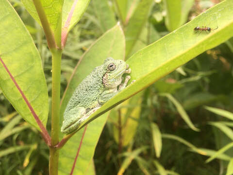 Image of Gray Treefrog