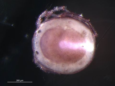 Image of Paenecalyptonotus Smith 1976