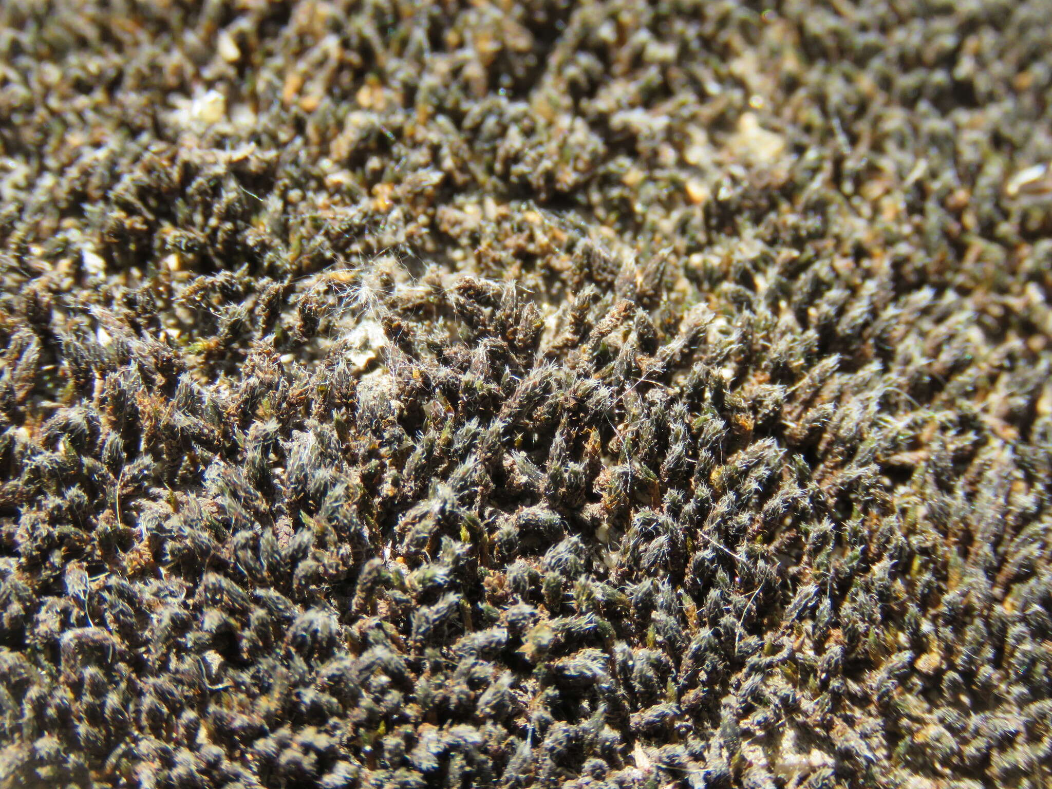 Image of grimmia dry rock moss