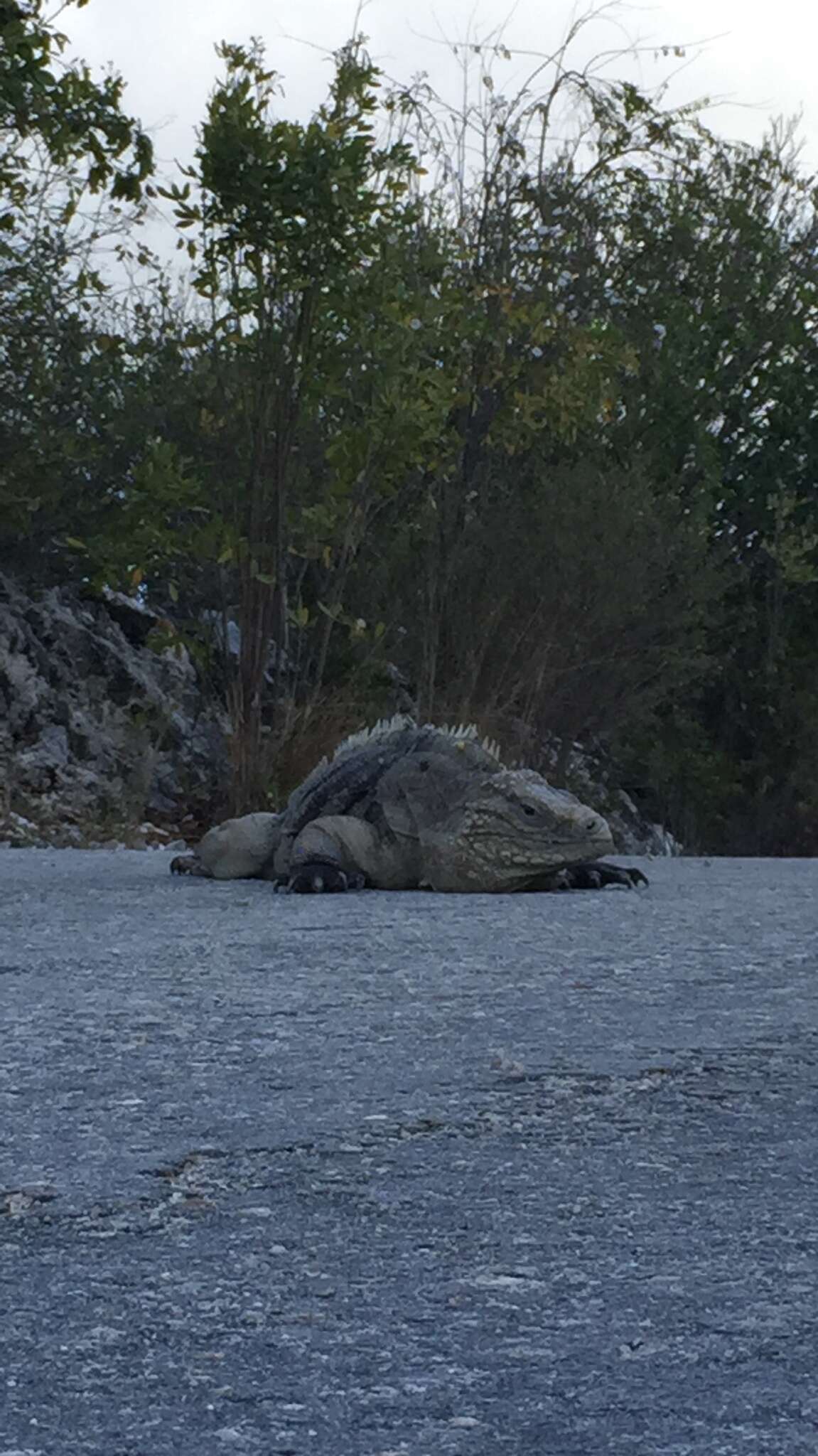 Image of Cayman Island Ground Iguana