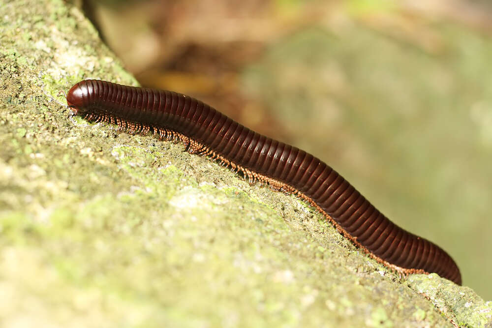 Image of Sechelleptus seychellarum (Desjardins 1835)