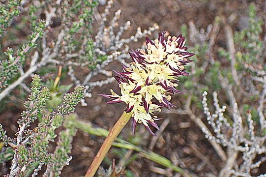 Image of Wurmbea spicata (Burm. fil.) T. Durand & Schinz