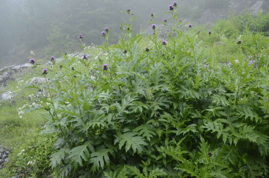 Слика од Cirsium alsophilum (Pollini) Greuter