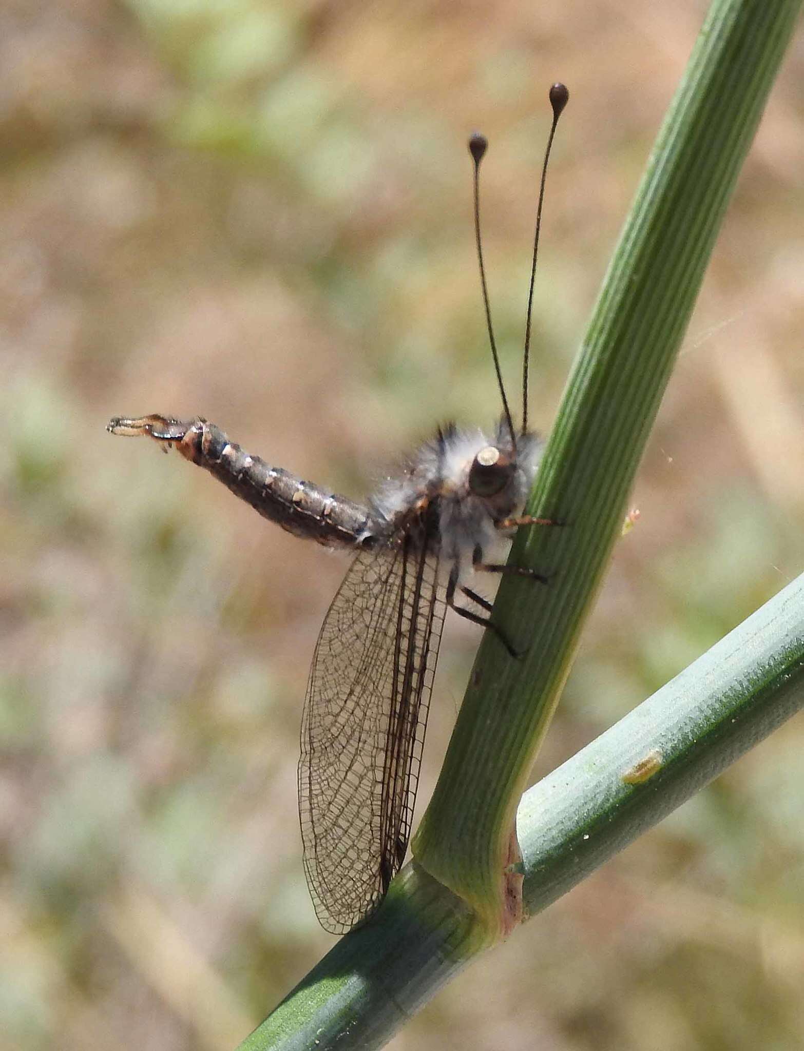 Sivun Bubopsis andromache U. Aspöck et al. 1979 kuva