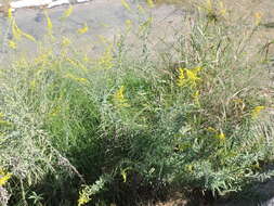 Image of Julia's goldenrod