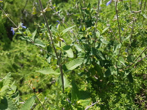 Image of Salvia cuspidata Ruiz & Pav.