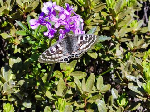 Image of Parnassius orleans Oberthür 1890