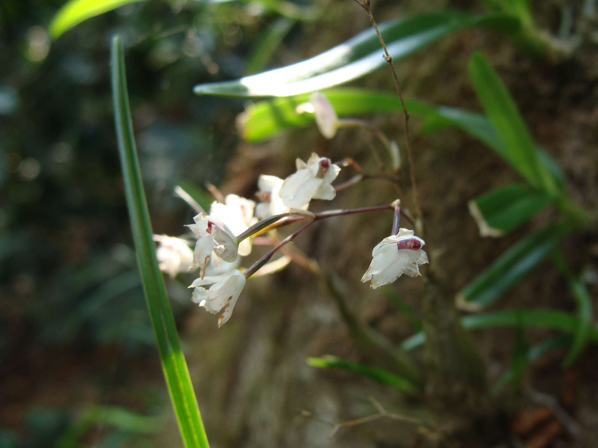 Plancia ëd Scaphyglottis crurigera (Bateman ex Lindl.) Ames & Correll