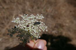 Image of Acmaeoderella flavofasciata pilivestis (Abeille de Perrin 1904)