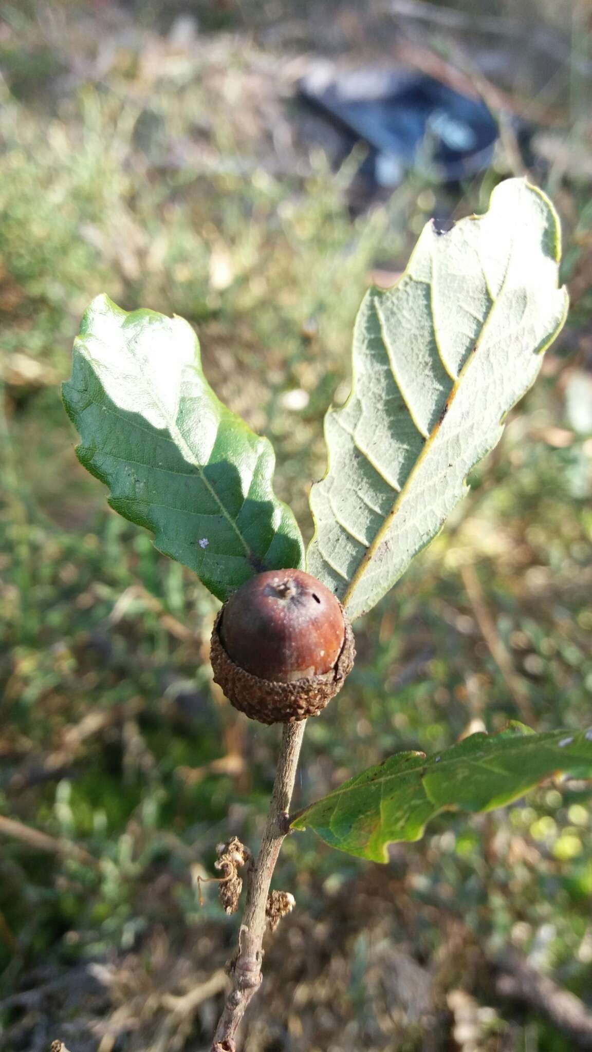 Image of Quercus lusitanica Lam.