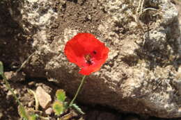 Image of Papaver syriacum Boiss. & Bl.