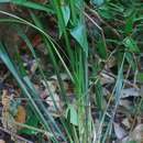 Sivun Lomandra spicata A. T. Lee kuva