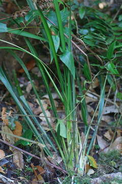 Sivun Lomandra spicata A. T. Lee kuva