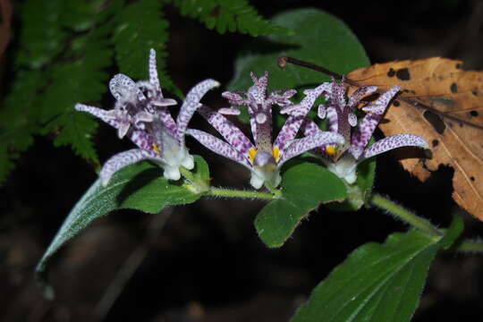 Image of toad lily