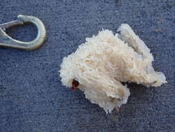 Image of white lace sponge