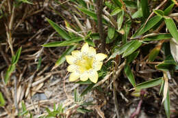 Image of Gentiana scabrida Hayata