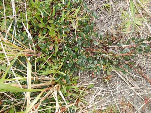 Image of bearberry