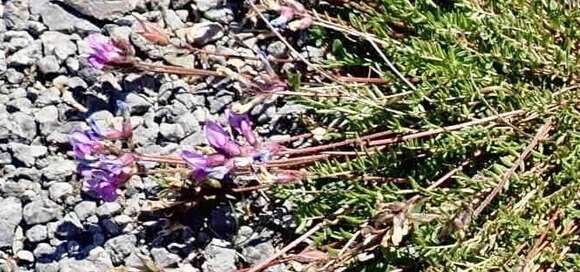 Слика од Oxytropis campestris var. johannensis Fernald