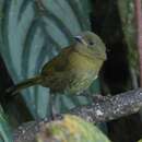 Image of Yellow-green Tanager