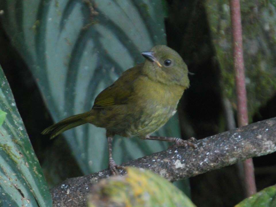 Image of Yellow-green Tanager
