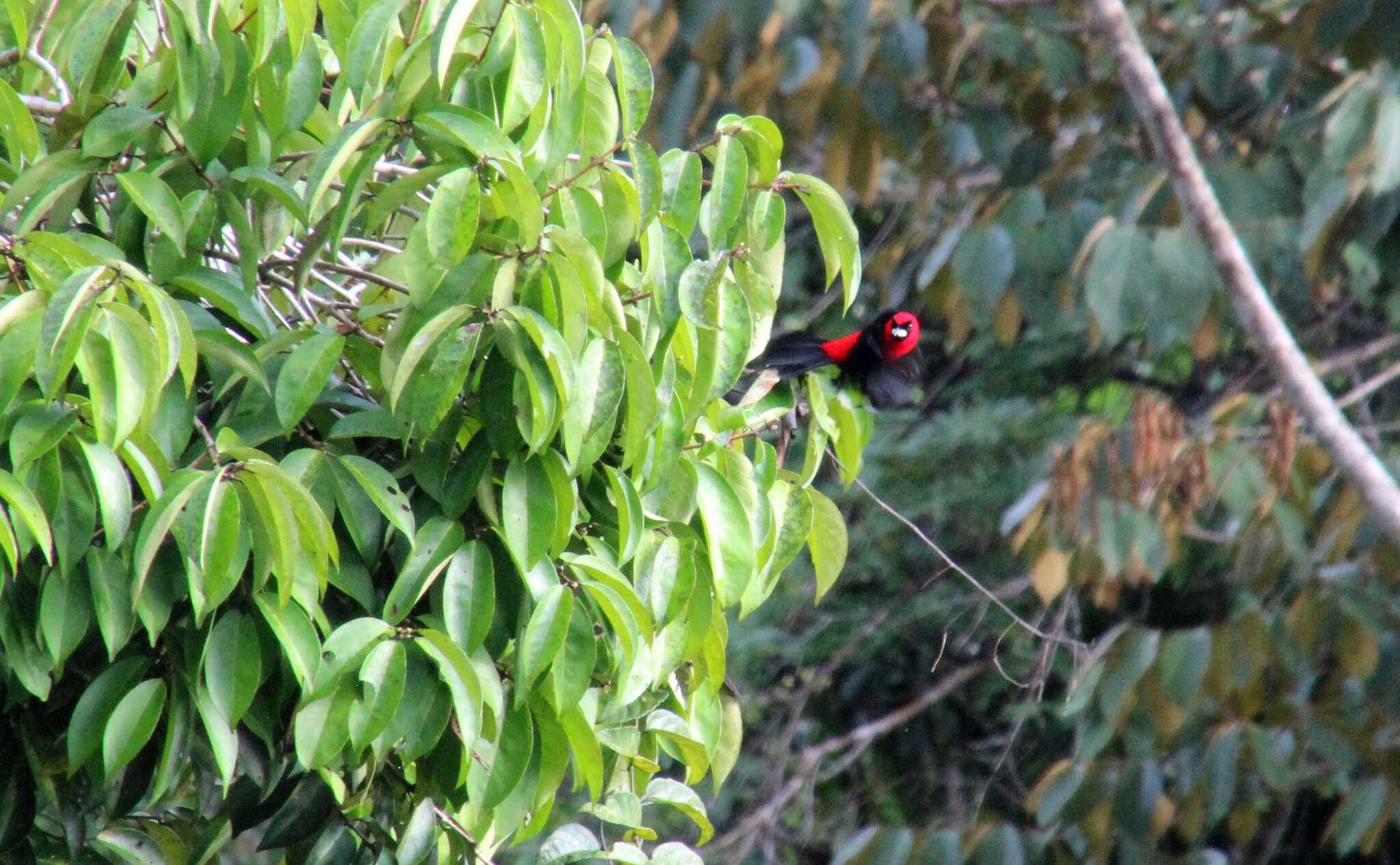 Plancia ëd Ramphocelus nigrogularis (Spix 1825)