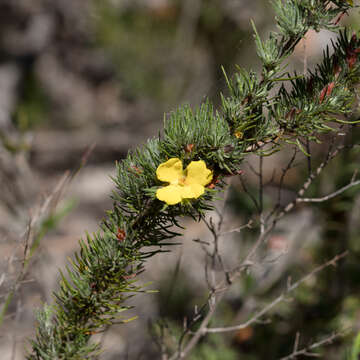 Image of Hibbertia fasciculata R. Br. ex DC.