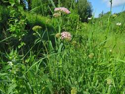 Sivun Achillea asiatica Serg. kuva