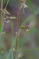 Plancia ëd Arthrochilus irritabilis F. Muell.