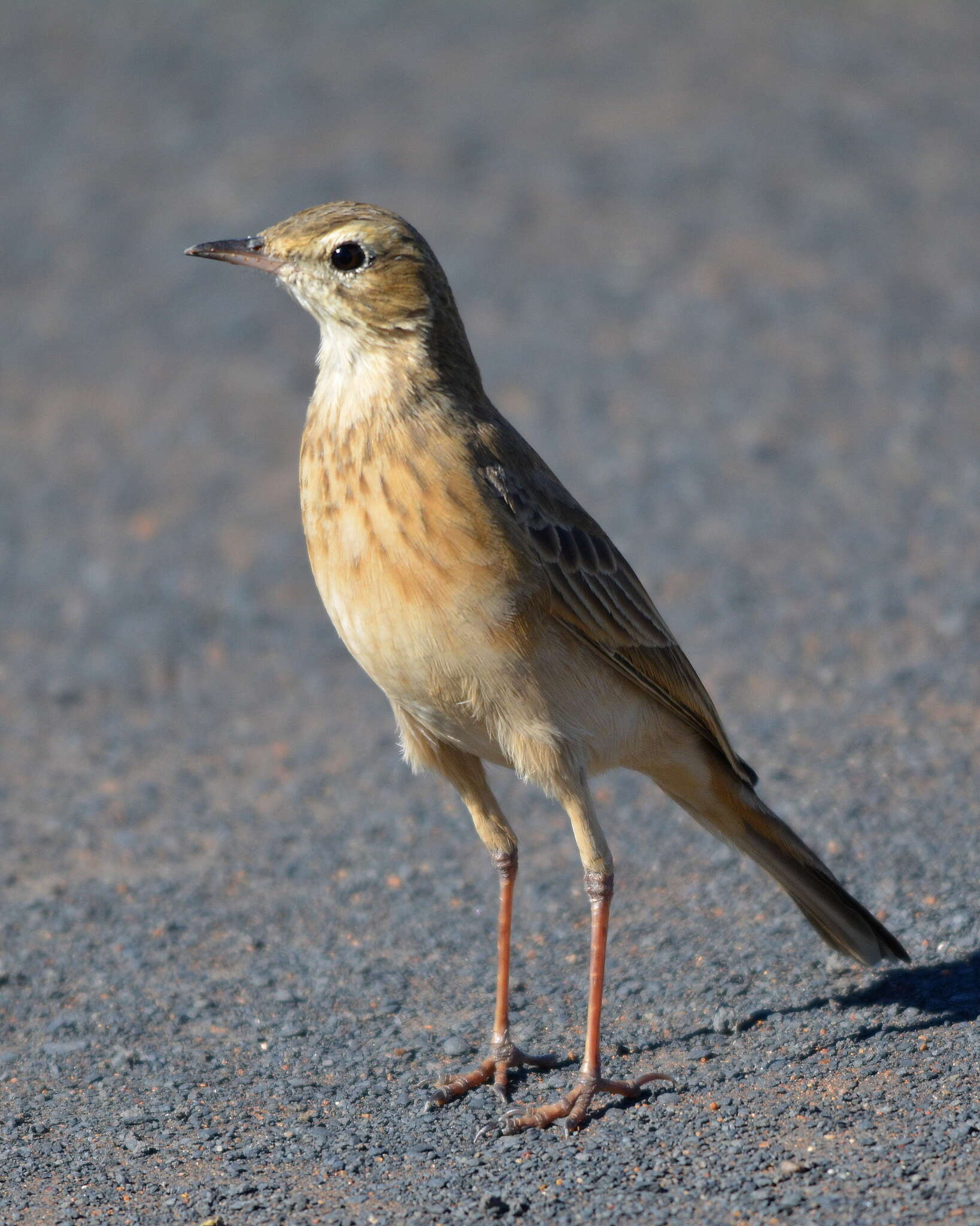 Image de Pipit du Vaal