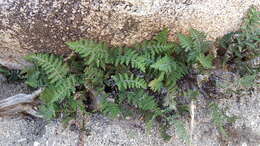 Image of Coville's lipfern