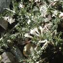 Image of Lonicera spinosa (Jacquem. ex Decne.) Walp.