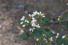 Image of flytrap dogbane